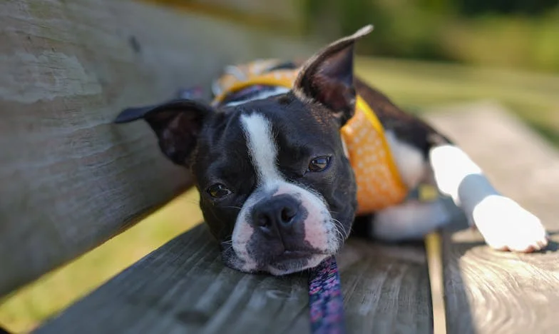 W deszczu pod blokiem w Warszawie mój pies ciągnął mnie do radiowozu. Dopiero wtedy zrozumiałem, że nie uciekam już tylko przed depresją