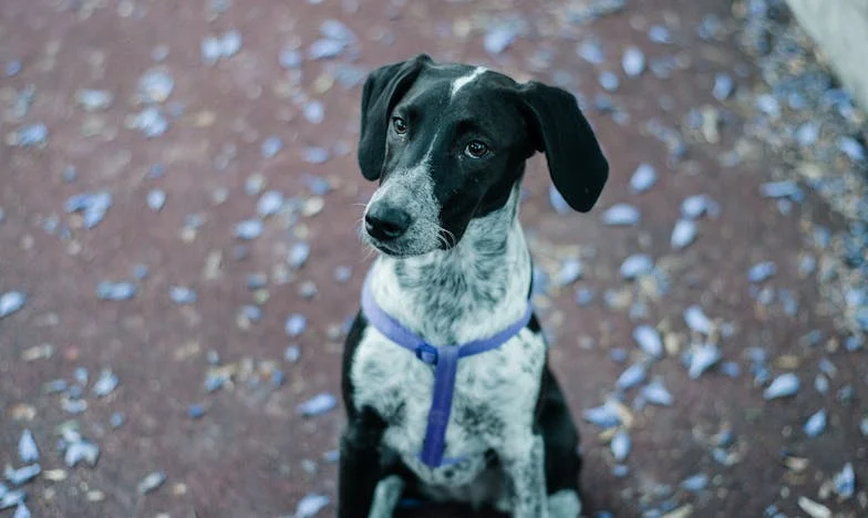 W kuchni spadła miska, a mój pies rzucił się pod drzwi — wtedy zobaczyłam krew na ręce córki i usłyszałam obcy głos na klatce