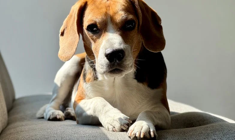 W śniegu pod komisariatem trzymałam psa za kark, a on szarpał się do przodu, bo na jego łapie była krew i ktoś krzyczał, żebym się odsunęła