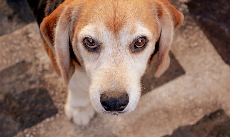 W środku nocy wcisnęłam się w futrynę, kiedy pies zaczął szarpać drzwi i skowyczeć — a na klatce pachniało dymem i ktoś krzyczał, że jedzie policja
