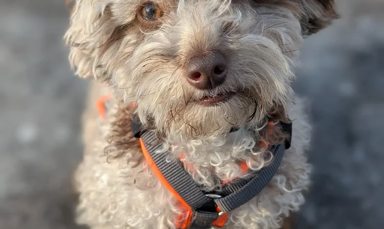 W ulewę stałam w progu z psem na smyczy i krwią na dłoni — a policja już szła po klatce