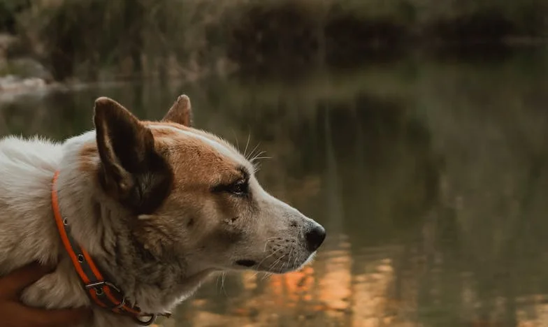 „Zamknęli mnie na klatce, a on zaczął wyć” — pies, który zmusił mnie wrócić do rodziny i powiedzieć prawdę