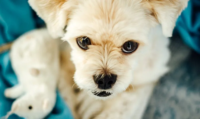 Zasiewamy, co żniemy: cisza, która bolała bardziej niż krzyk, i pies, który zmusił mnie do decyzji