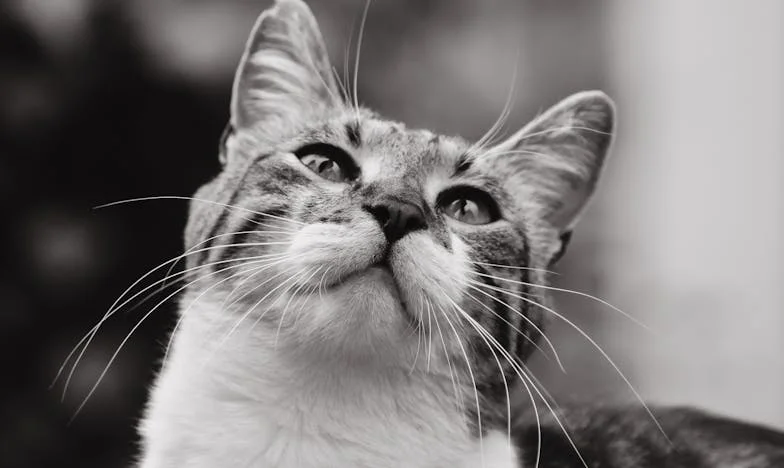 Sukob na Obiteljskom Roštilju: Kad Odjeća Postane Oružje