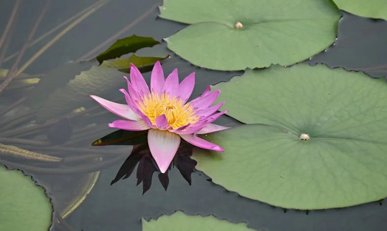 Dar koji nije bio dovoljan: Priča jedne majke