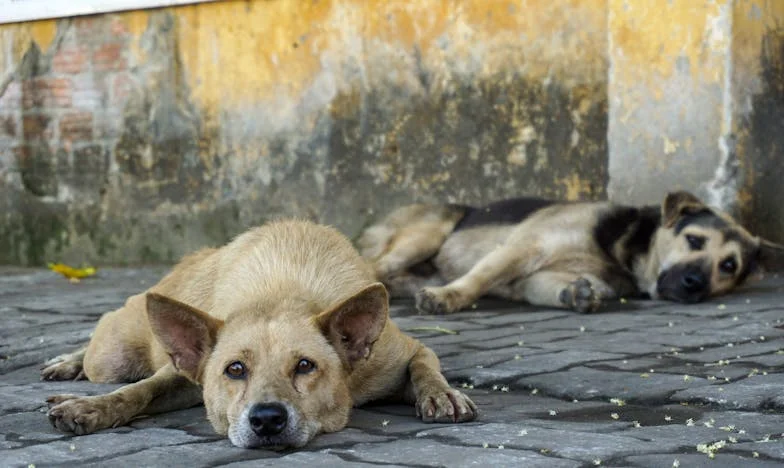 Ispod površine: Tajni život mog muža