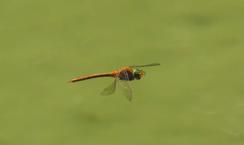 Između Dva Srca: Priča o Ljubavi, Gubitku i Teretu Očekivanja