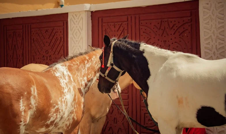 Između dva svijeta: Ispovijest Sare, rastrgane između ljubavi i krivnje