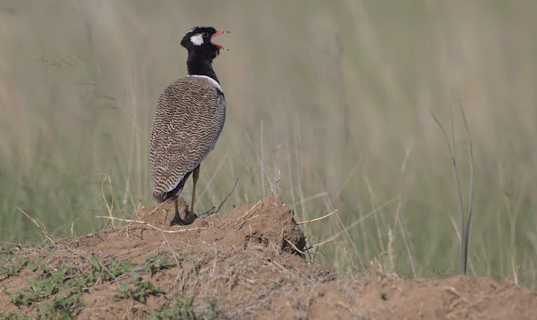 Kad Ljubav Zaboli: Razvod u 65. Godini