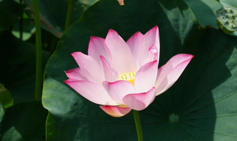 Majka koja bira ljubav umjesto unuka: Moja borba između očekivanja i stvarnosti