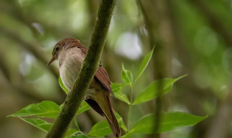 Nikada te neću ostaviti samu – Cijena sestrinske zakletve