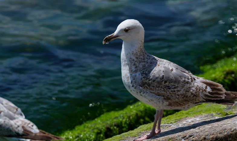 Nikolina zora: Bježanje mladenke iz obitelji bez srama
