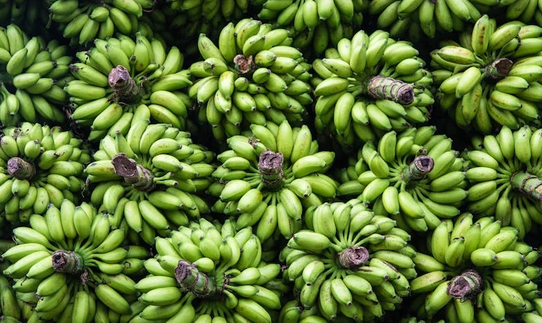 Obmana koja je uništila naš svijet: Priča o laži, povjerenju i borbi za oprost