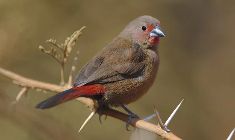 Poruka koja je sve promijenila: Priča o povjerenju, izdaji i obitelji