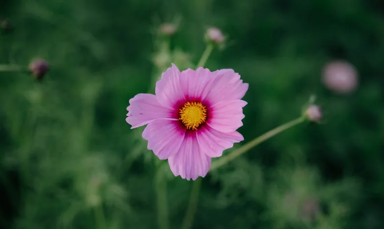 Prekasna odluka: Kad sam mamu doveo kući, sve se promijenilo