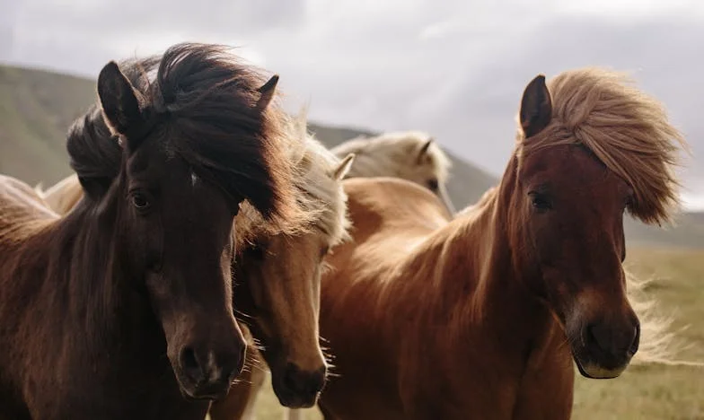 Ruka koja liječi, srce koje pamti: Priča o oprostu i izdaji