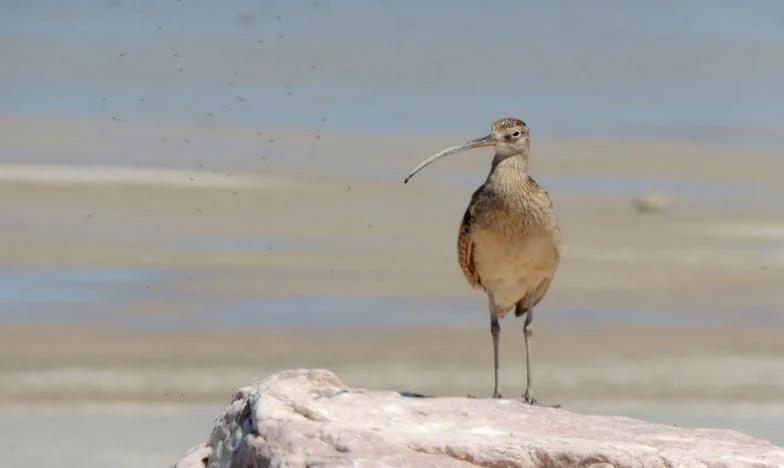 Teška odluka: Zašto ne ostavljam nasljedstvo svom sinu