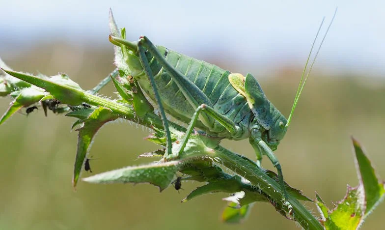 Bratova svadba, moja noćna mora: Kad obitelj postane bojno polje zbog novca