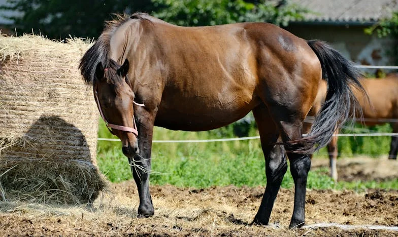 Između Dva Doma: Priča o Povjerenju, Novcu i Obitelji