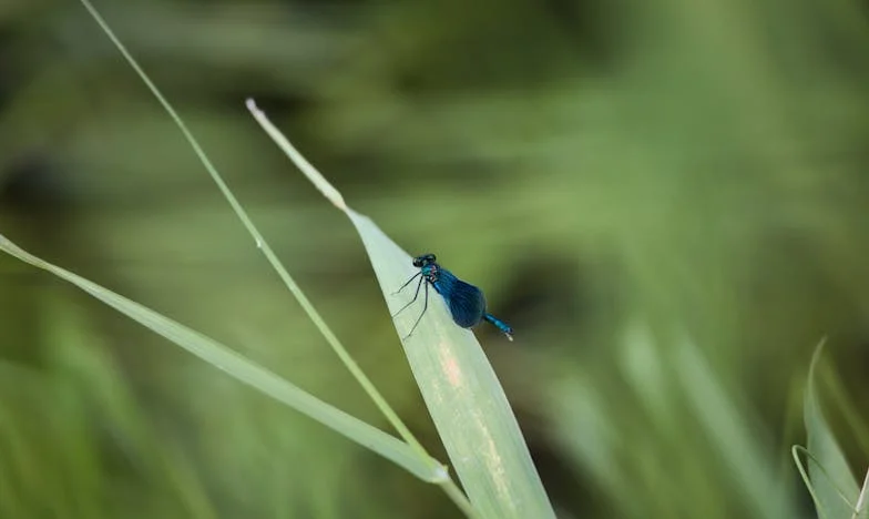 Između Dvoje Svjetova: Priča o Ženi u Sjenama Tuđe Porodice