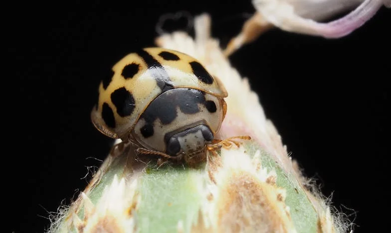 Kad se sin vrati kući: Ljubav, razočarenje i novi početak u malom stanu