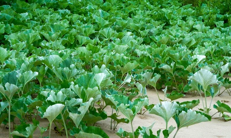 Kada su nam ukrali osmijeh: Priča o izgubljenom povjerenju i snazi zajedništva