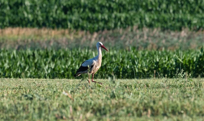 Majčina istina: Kad ljubav prema sinu zaboli više nego što očekuješ