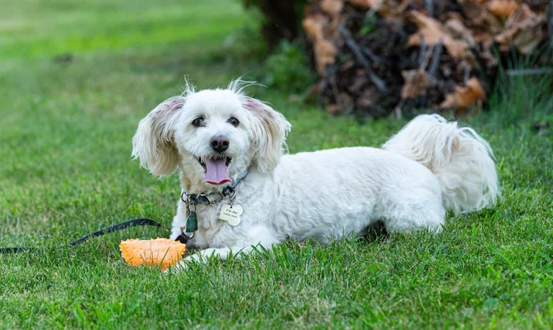 Majčina tišina i moje tiho vrištanje: Priča o oprostu koji nikad nije došao