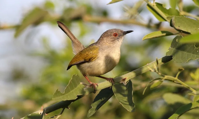 Molitva pod starim orahom: Priča o vjeri, obitelji i oprostu