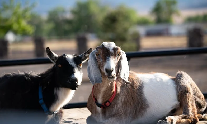 Prljavi tanjuri i prljave tajne: Kako sam otkrio istinu koju nisam želio znati