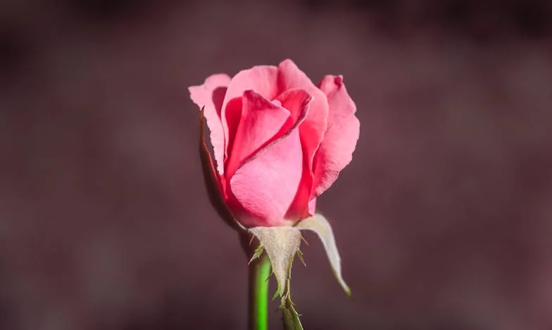 Tajna između nas: Kad ljubav postane dužnost