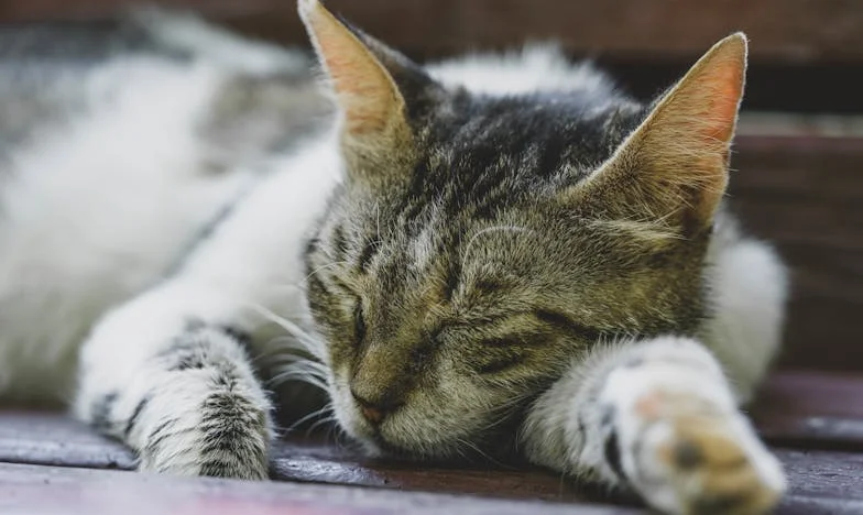 Tjedan dana kasnije, sama sam otišla kod odvjetnika: Kad djeca brinu o roditelju samo zbog nasljedstva