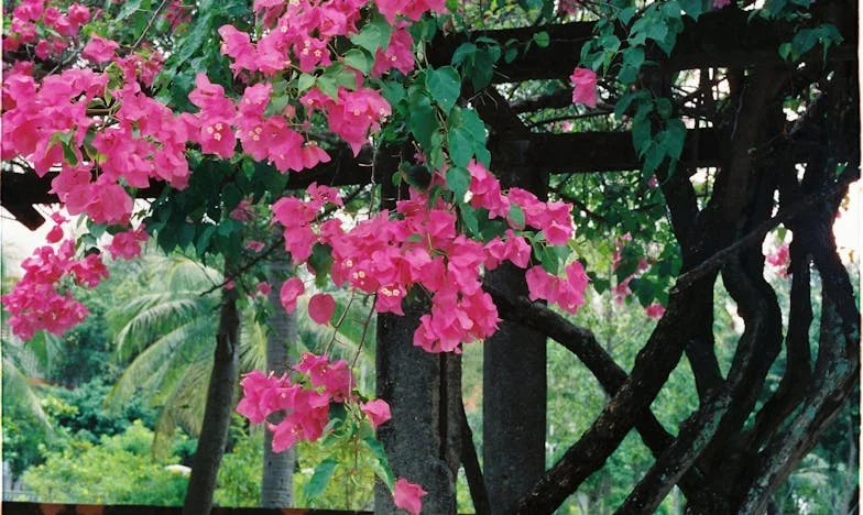 Vidimo se za pet godina! – Obećanje koje je slomilo moju porodicu