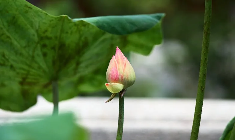 Baka Ljubica i Kuća Na Kamenjaru: Kad Dom Postane Tuđi