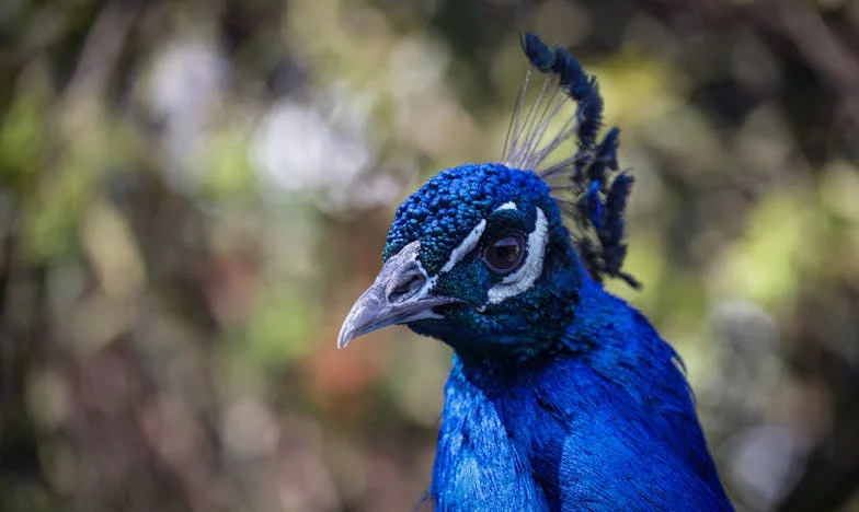 Doručak za beskućnika — Neočekivani gosti na mom vjenčanju