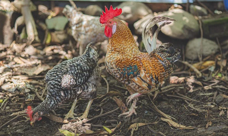 Godinu dana bez posjeta, jedan poziv i tajna punčeva: Što je zapravo skrivao njegov iznenadni dolazak?