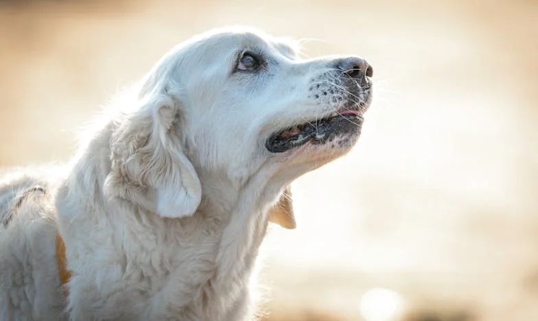Između dvije vatre: Kad svekrva poželi novi početak