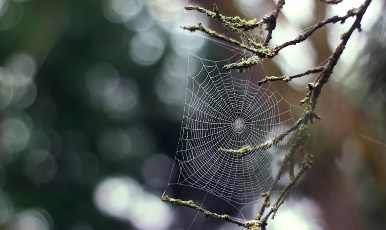 Između četiri zida: Kad srce ne zna kome pripada