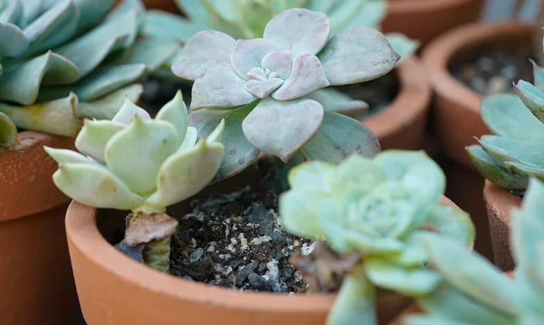 Između Dva Svijeta: Priča o Granicama i Očekivanjima u Vlastitoj Obitelji