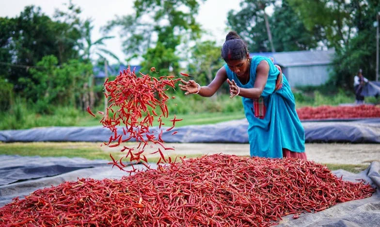Kad ti svekrva donese kantu preraslih krastavaca: Ljeto u sjeni obiteljskih usporedbi