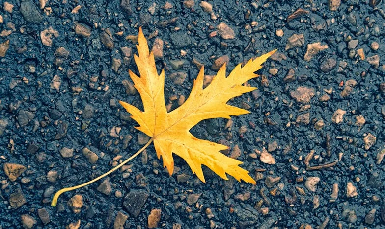 Ljubav na zalasku: Posljednja odluka starca Ivana