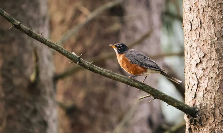 Majčin Ultimatum: Između Doma i Sna