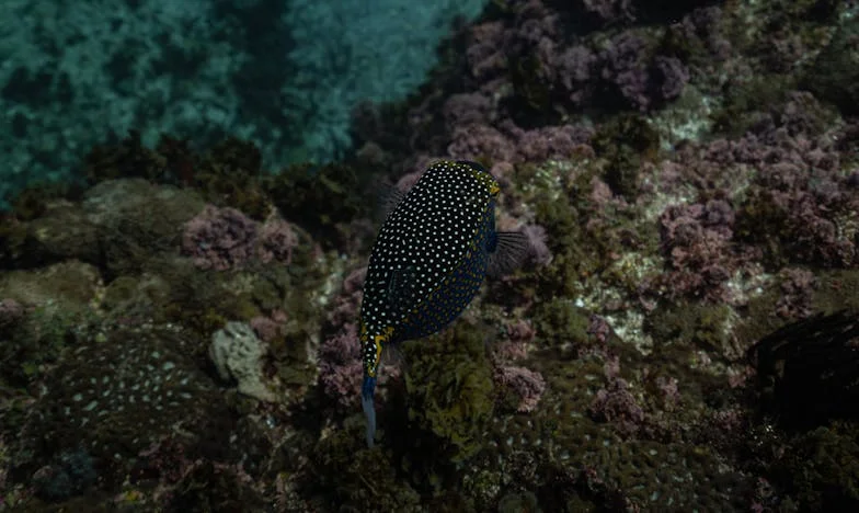 Na blagajni sam ugledao bivšu ženu: Bila je neprepoznatljiva, a ja sam shvatio što sam izgubio