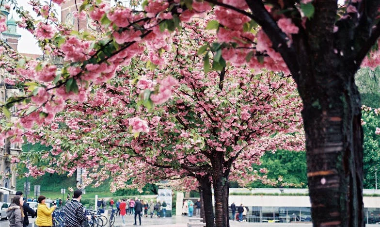Na raskršću srca: Ivanova borba između vjernosti i iskušenja