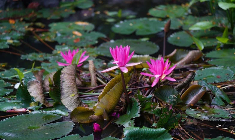 Nevidljiva Granica: Moja Svekrva, Njena Pomoć i Moje Granice