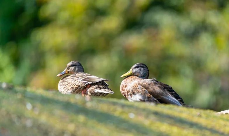 Obiteljske veze: Kad je Lejla tražila kolica za bebu, a ja ostala bez daha