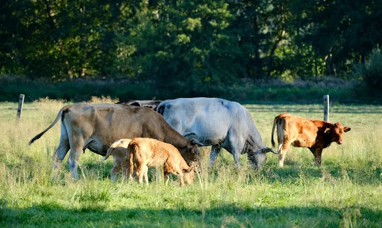 Osveta gospođe Ljiljane: Između gorčine i oprosta
