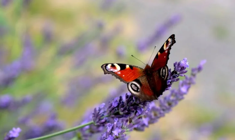 Otac Koji Je Otišao, Pa Se Vratio: Dvadeset Godina Kasnije Pred Mojim Pragom