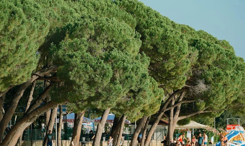 Papirnata ptica, srce od čežnje – priča o Nini