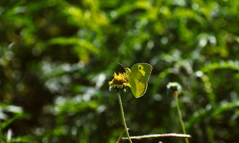 Razbijeno ogledalo: Milenina borba sa izdajom